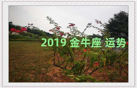 2019 金牛座 运势